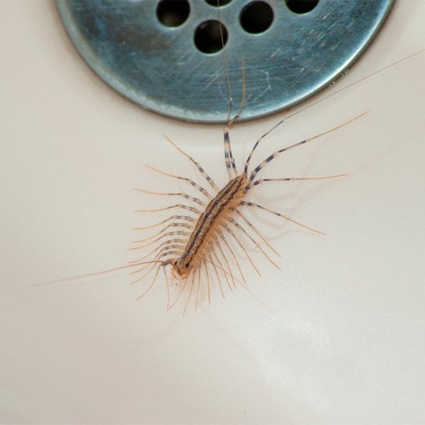 house-centipede-shutterstock_273463868-1