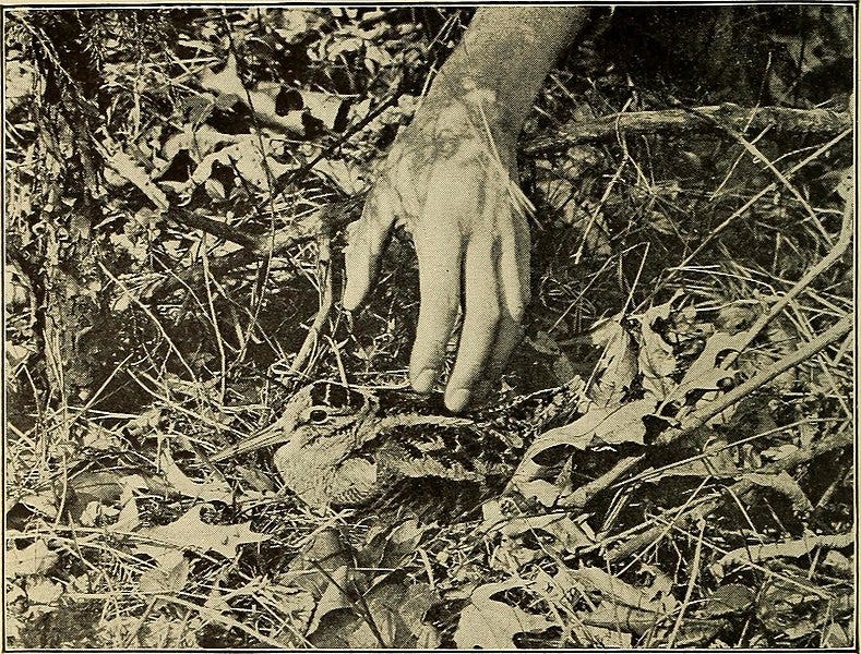 File:Handbook of birds of eastern North America; with introductory chapters on the study of birds in nature (1912) (14563219898).jpg