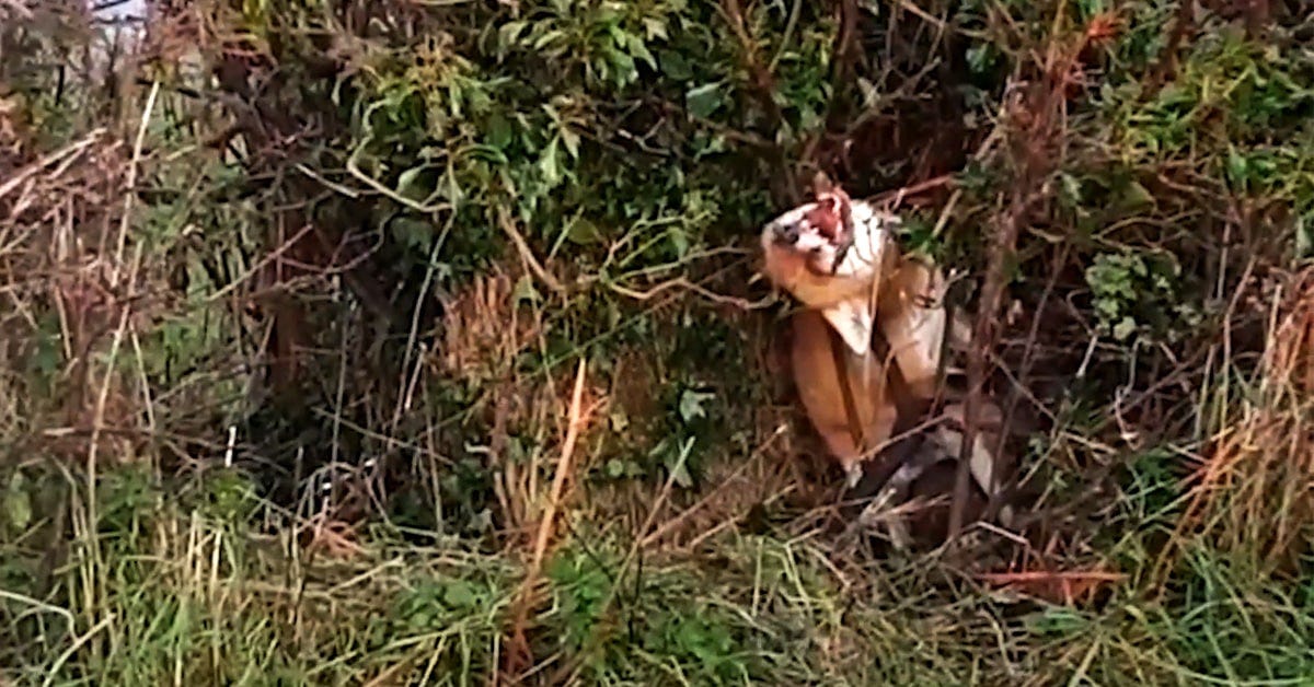 A fox caught in a snare placed in a roadside hedge by Welsh fur trapper David Sneade. 