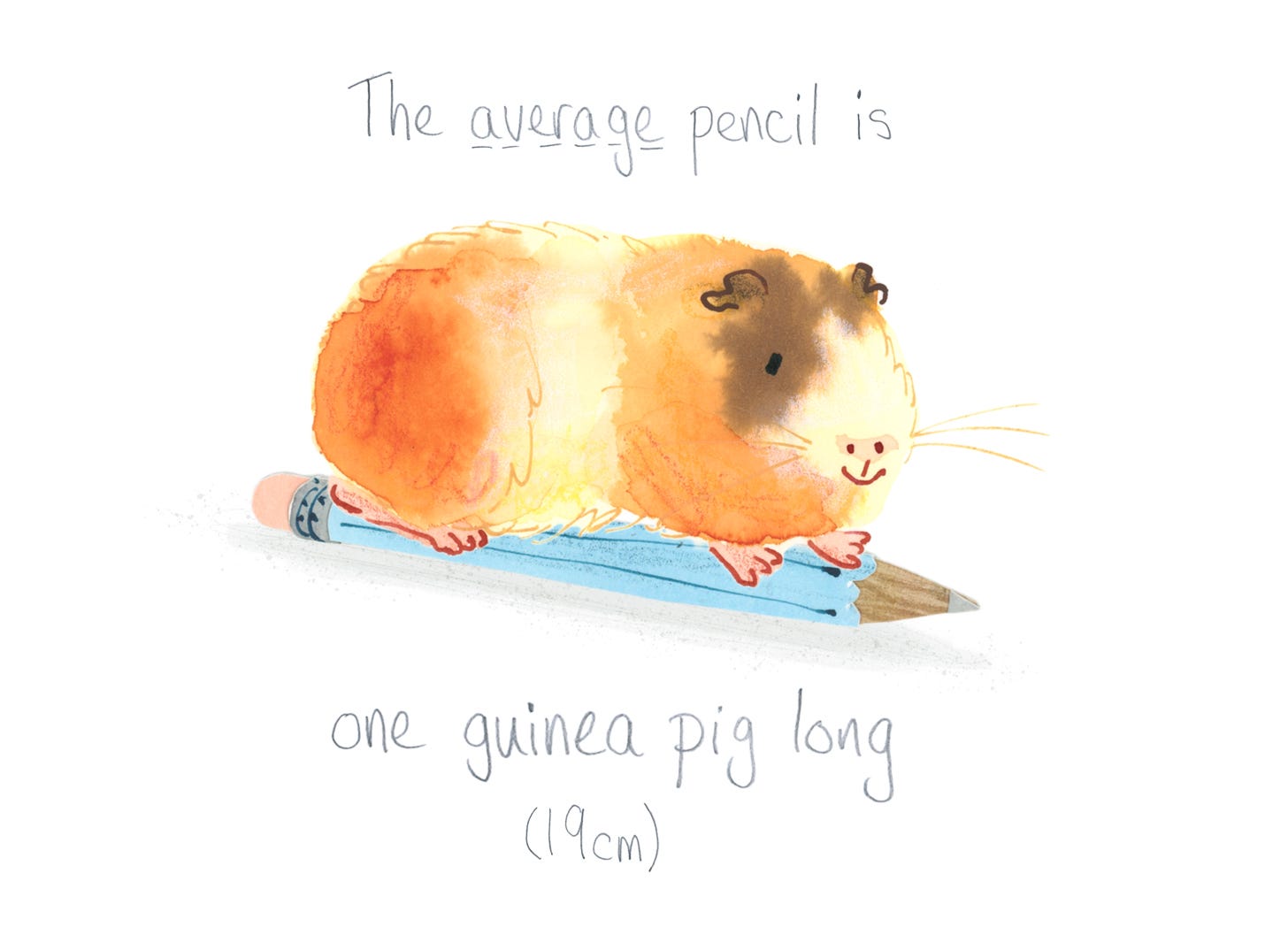 watercolour illustration of a guinea pig on a blue pencil with handwritten text: The average pencil is one guinea pig long (19cm)