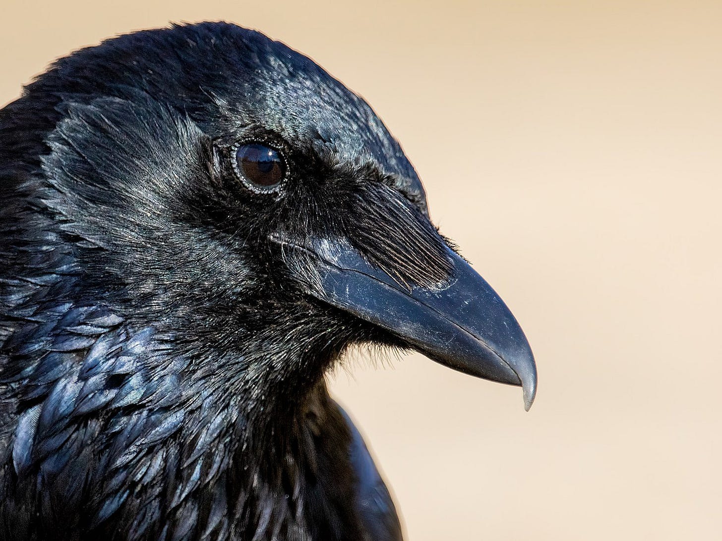 Close-up shot of the tilted head of a carrion crow against a beige background. It has glossy black feathers, a beak sharply hooked at the tip, and a black eye looking directly into the lens.