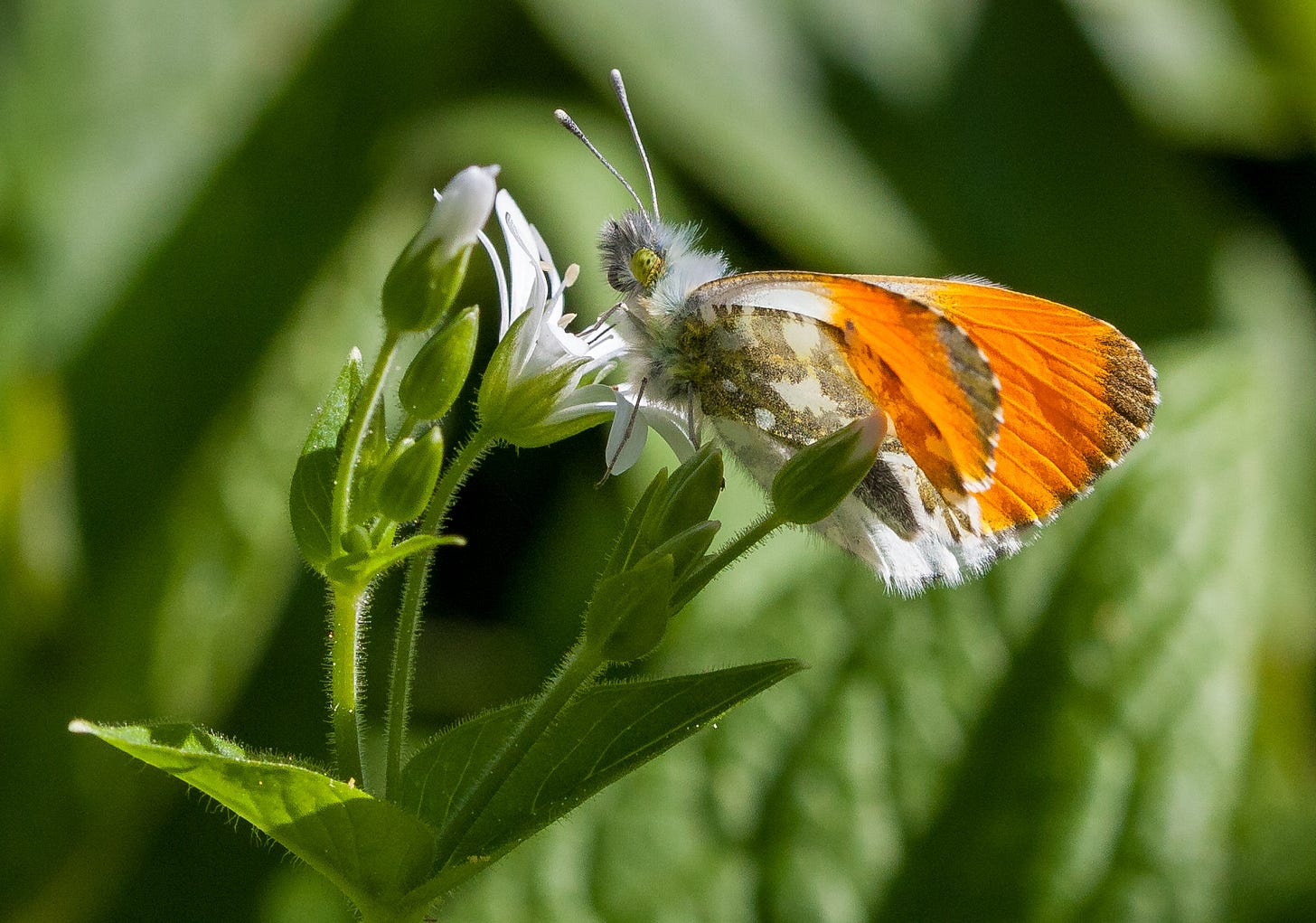 Orange-tip butterfly on a great stitchwort flower © Felicity Martin