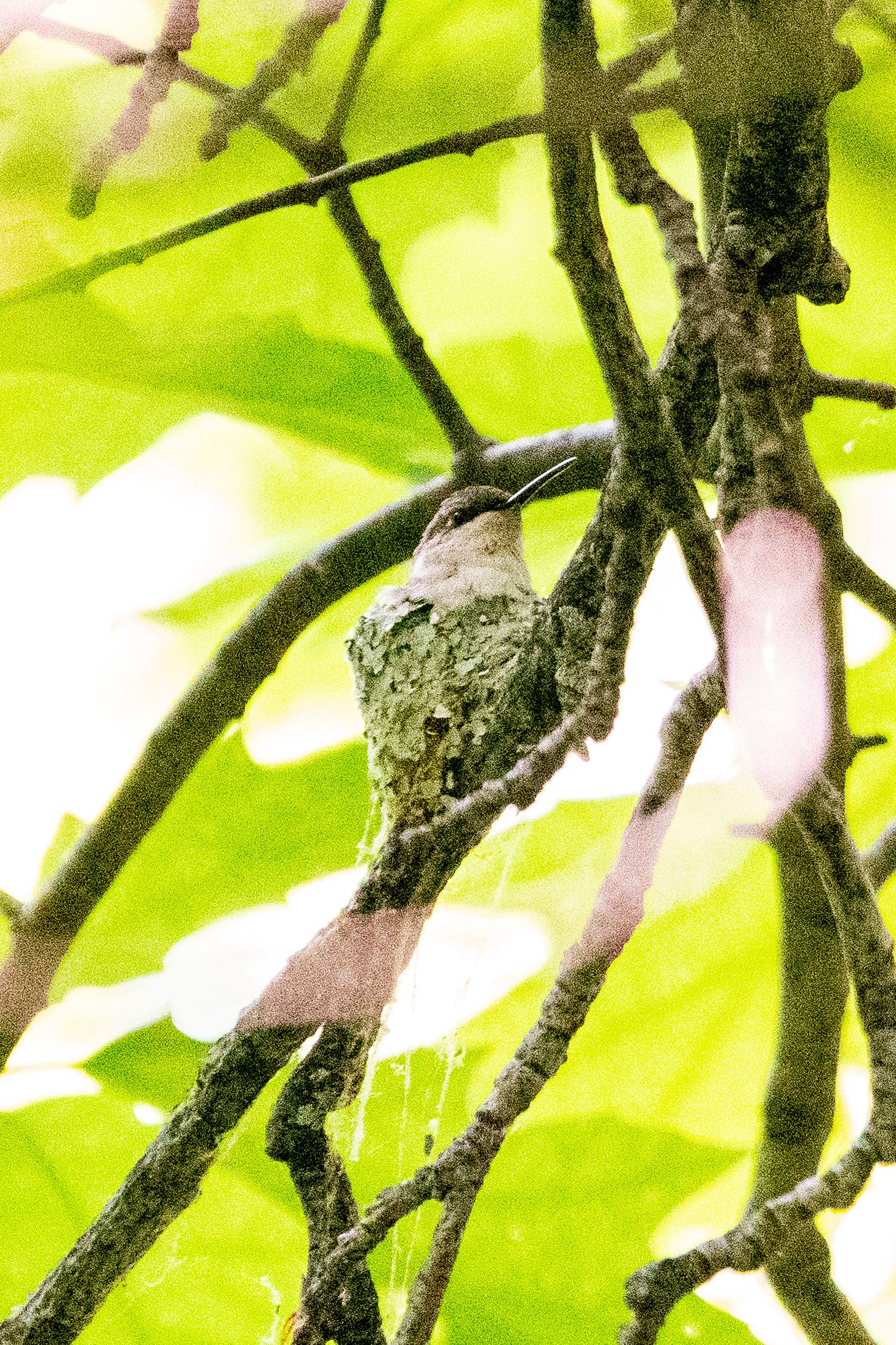 A tiny ruby-crowned hummingbird sitting on its tiny, leaf-tiled nest
