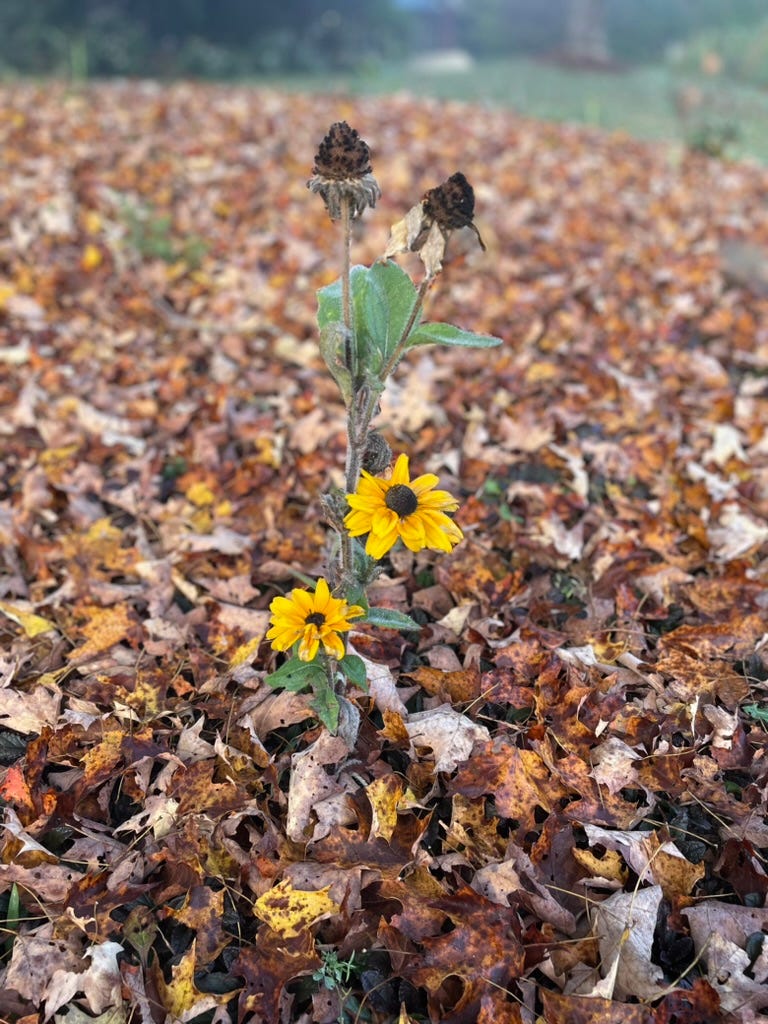 One plant with dead and alive flowers at Omega Institute