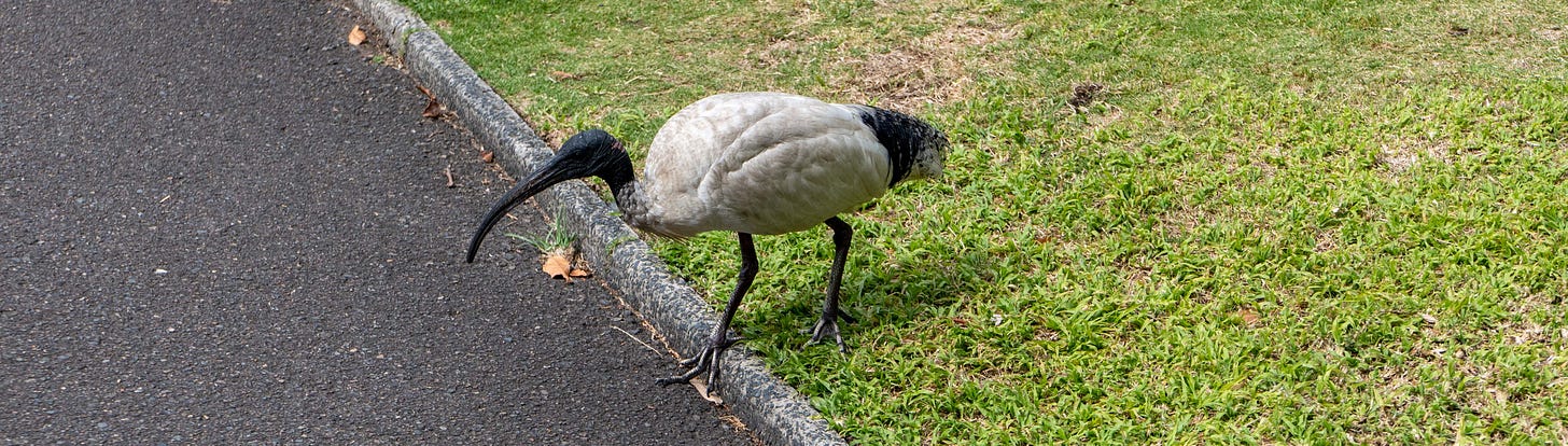 An ibis stepping off grass onto tarmac in Sydney