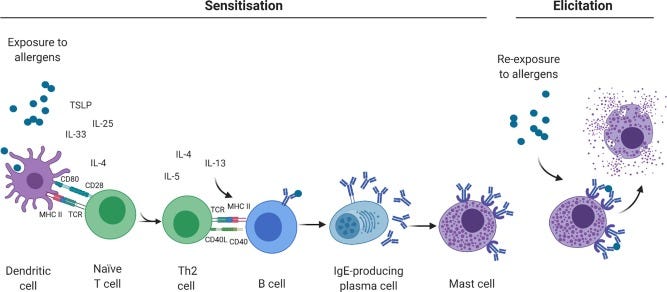 Intestinal protein uptake and IgE-mediated food allergy - ScienceDirect