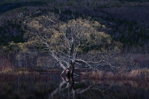 I had always admired this tree from afar, the flooding of Great Meadow in April of 2023 allowed access to it by kayak. Acadia National Park, Mount Desert Island, Maine. www.jkputnamphotography.com