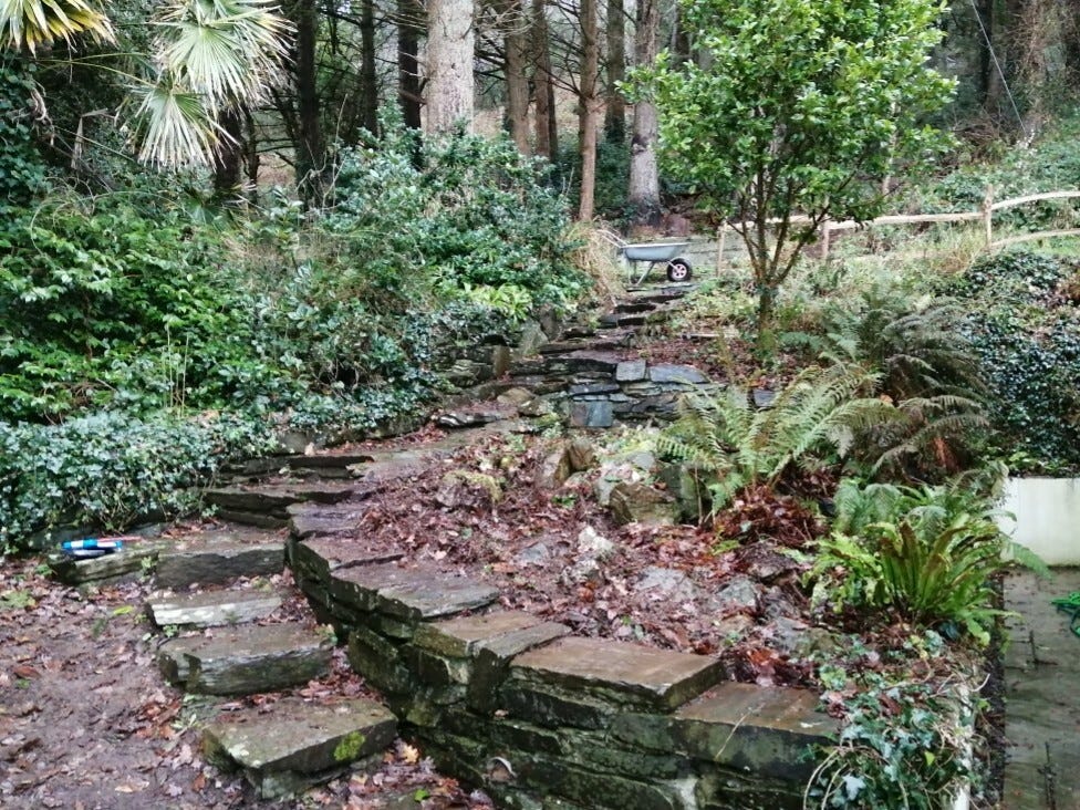 Stone steps running past woodland beds with ferns and plants and things