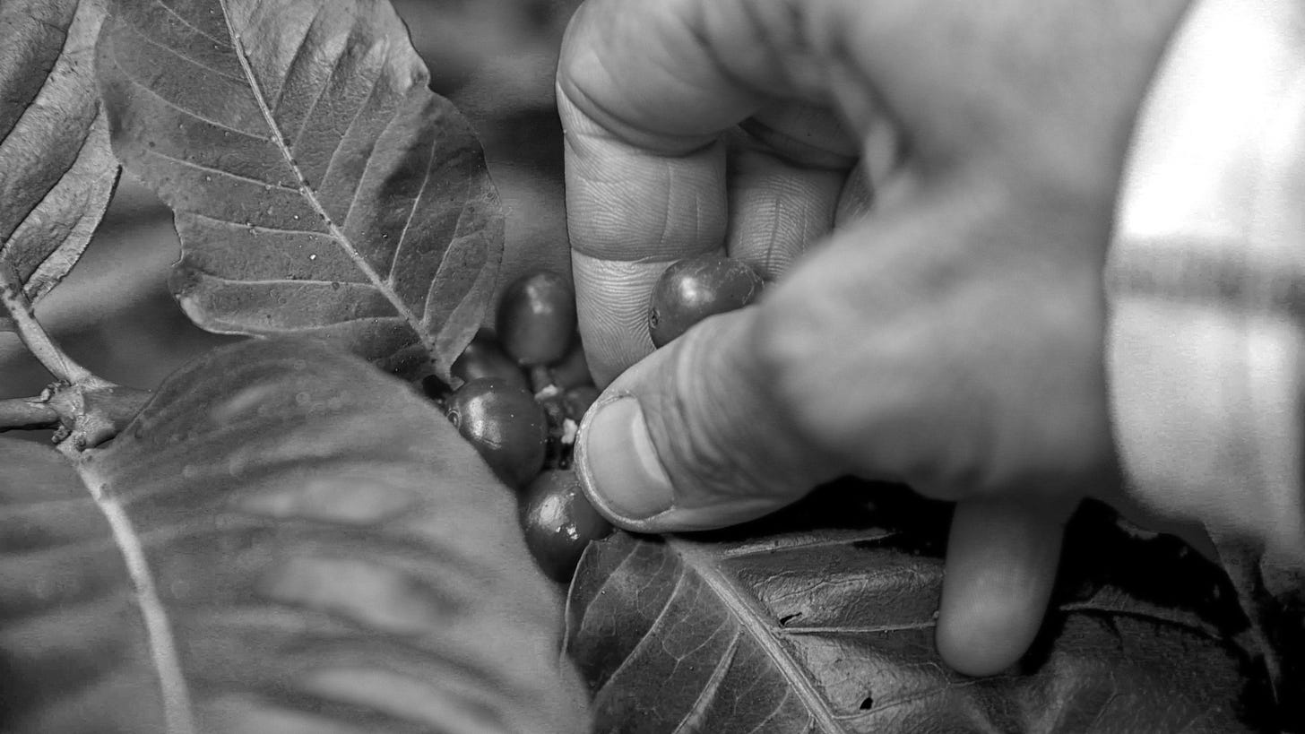 Close up of a hand picking ripe coffee cherries from a tree branch