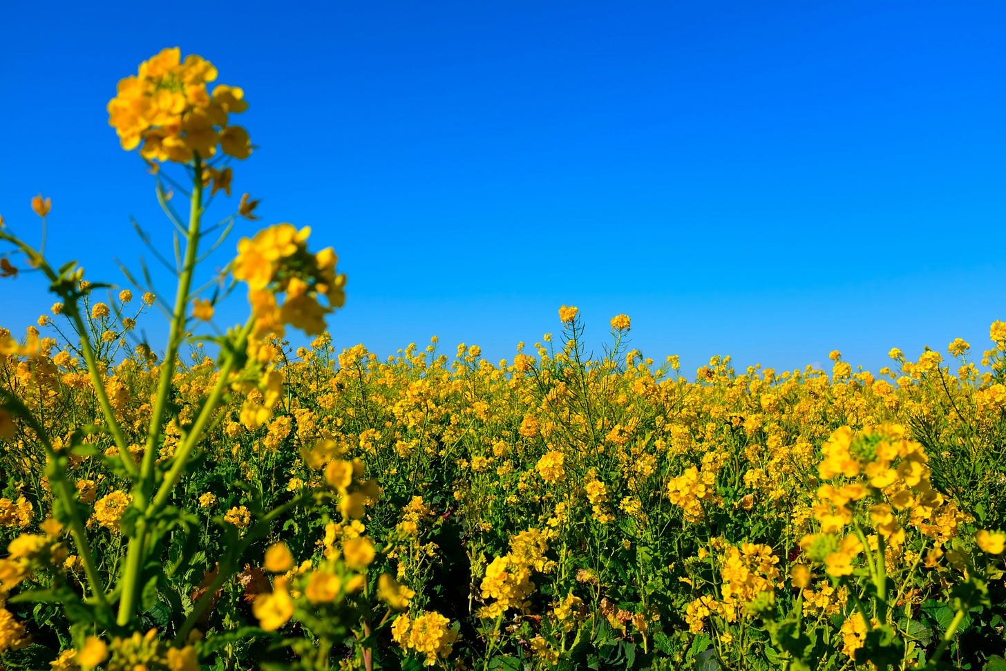 A photograph of canola flowers, their stocks green, their yellow blossoms bright against a clear blue sky. A photograph of canola flowers, their stocks green, their yellow blossoms bright against a clear blue sky.