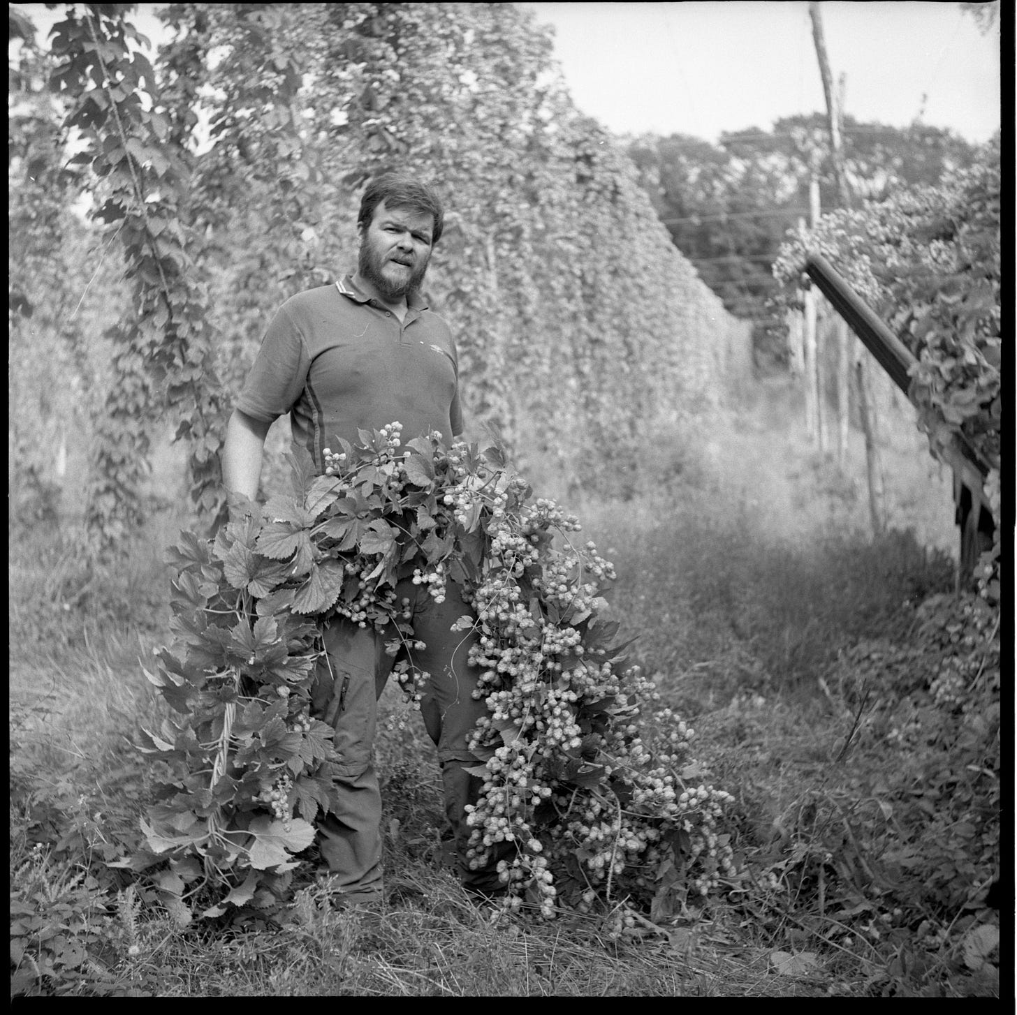 Black and white square photograph of a bearded man holding a recently harvested bine of hops.