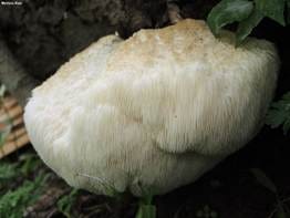 Hericium erinaceus (MushroomExpert.Com)