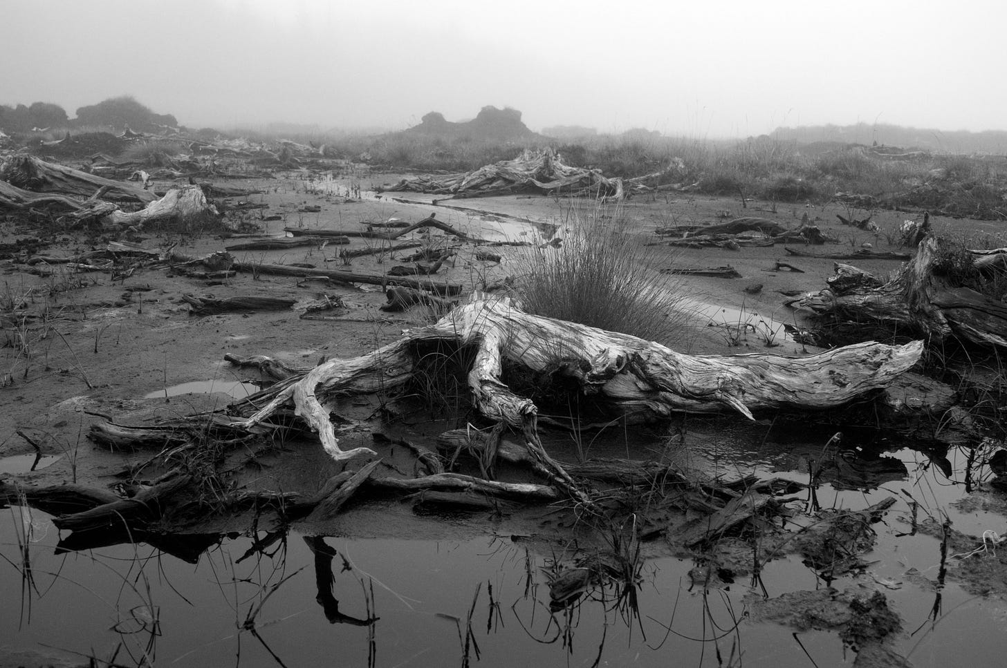 ancient bog oak on Rannoch Moor, Scottish Highlands