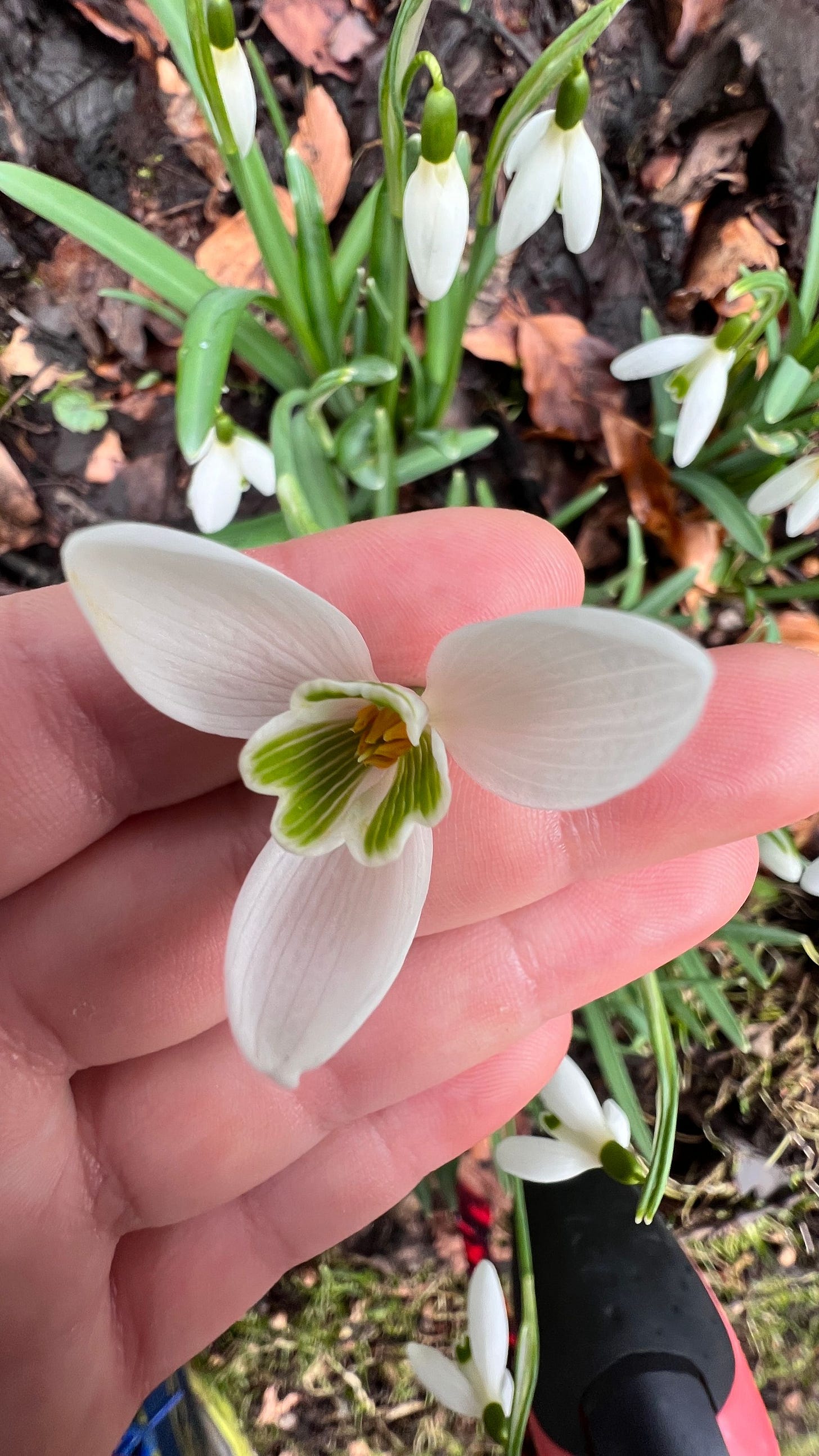 Eve taking close up pictures of snow drops