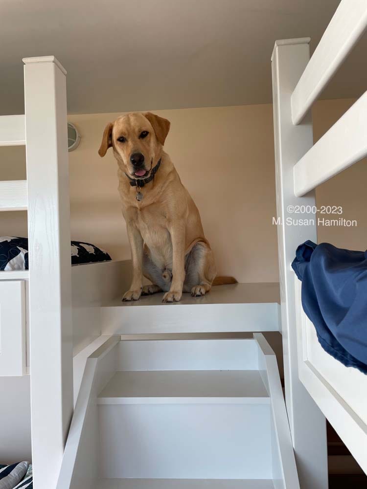 Winston the dog guarding bunk beds