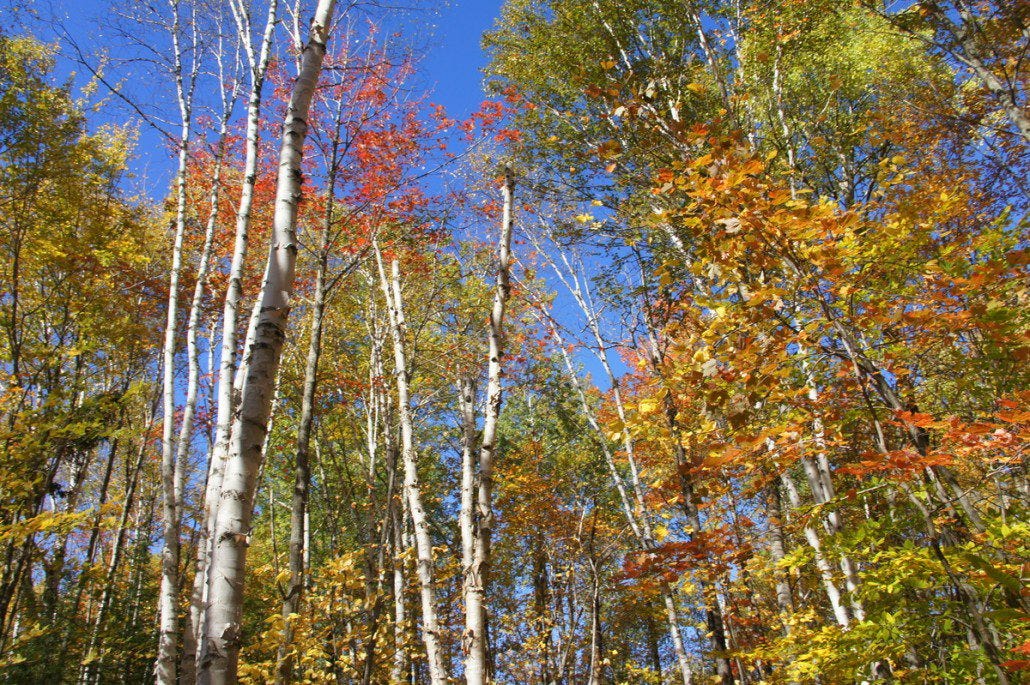 Perfect fall colors on the MHT amid the poplars.