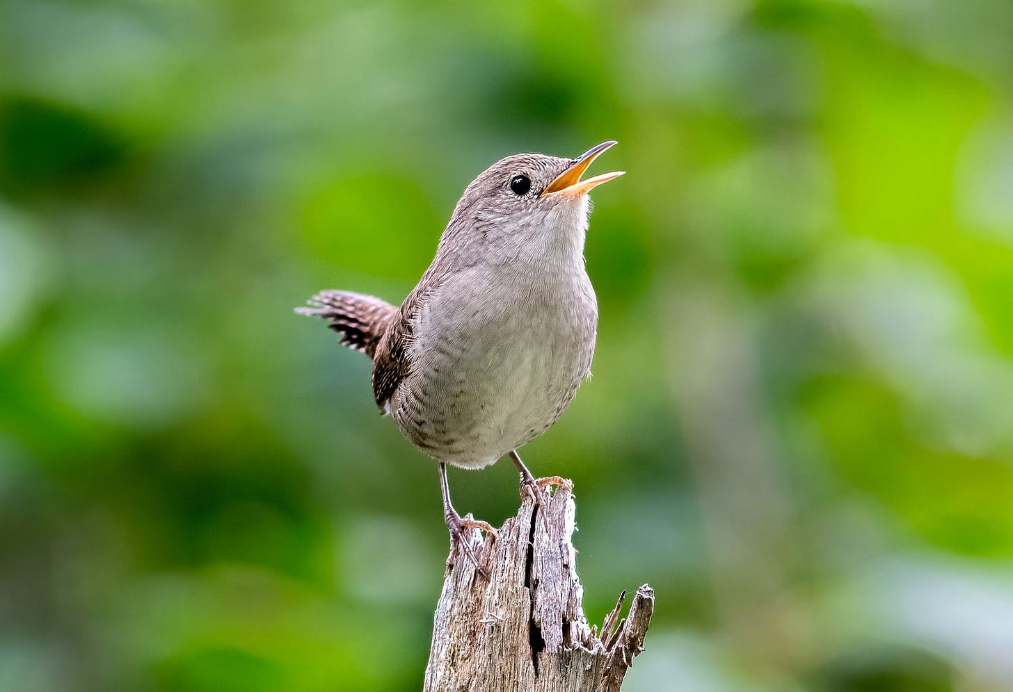 How to Attract Wrens to Your Yard