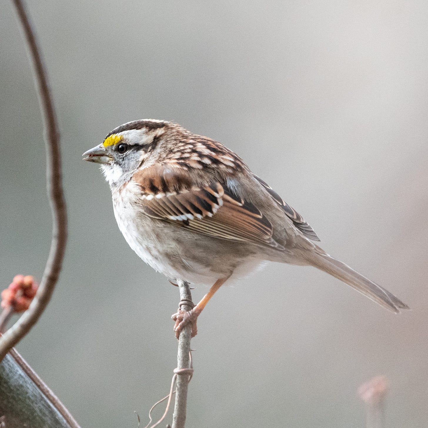 A small plump bird with brown and white wings and with a yellow spot on its lores is perched on a bare branch.
