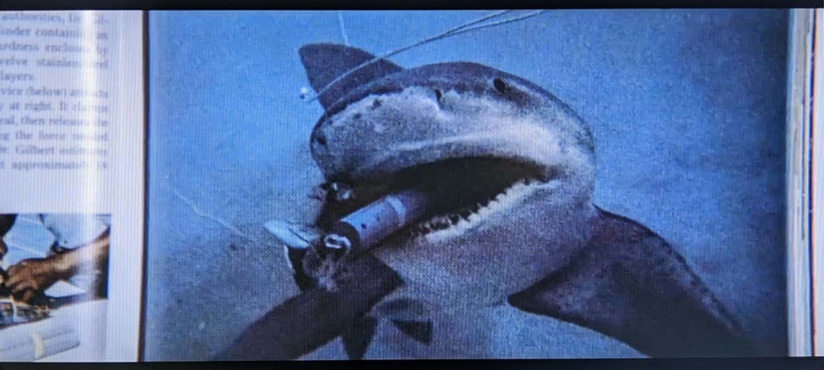 Still from the movie Jaws: a picture in a book showing a shark with a gas cannister in its mouth.