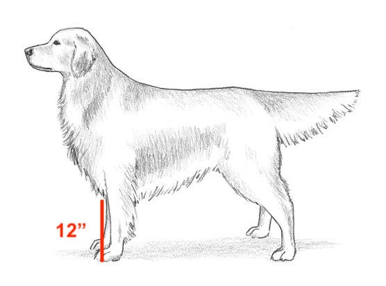Drawn image of a Golden Retriever; annotation of a line about halfway up the dog's leg marking 12"