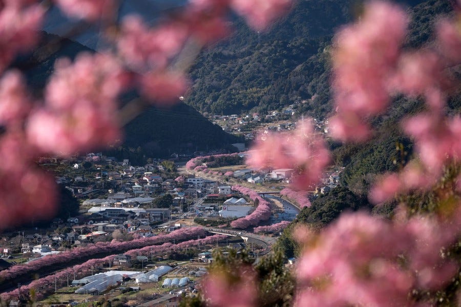An elevated view of a blooming cherry-tree-lined river in a valley.