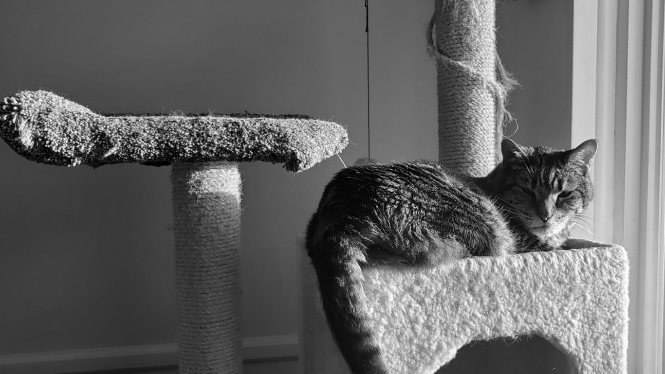 A big tabby cat on a cat tree stares balefully at the camera
