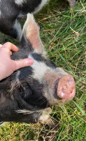 Idaho Pasture Pig getting a head rub