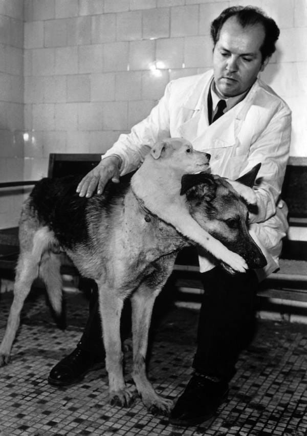 How Vladimir Demikhov Made A Two-Headed Dog