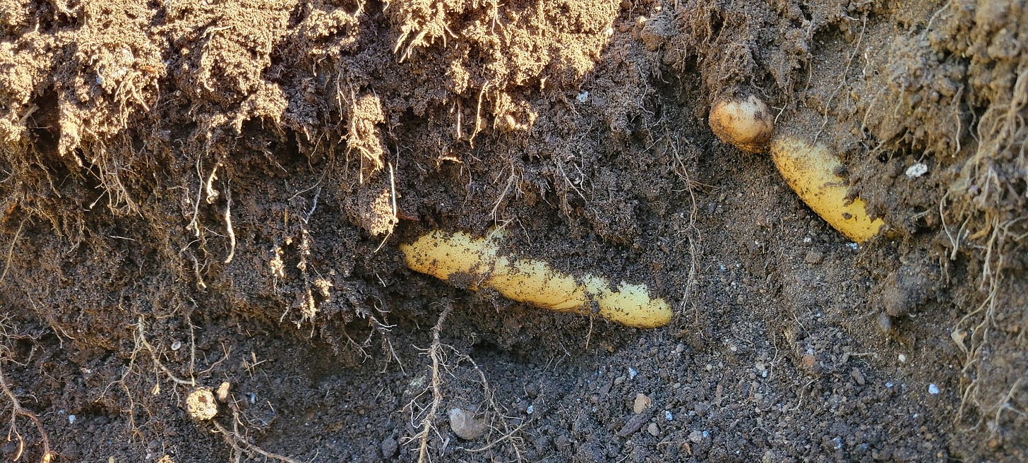 Two yellow fingerling potatoes still in the soil