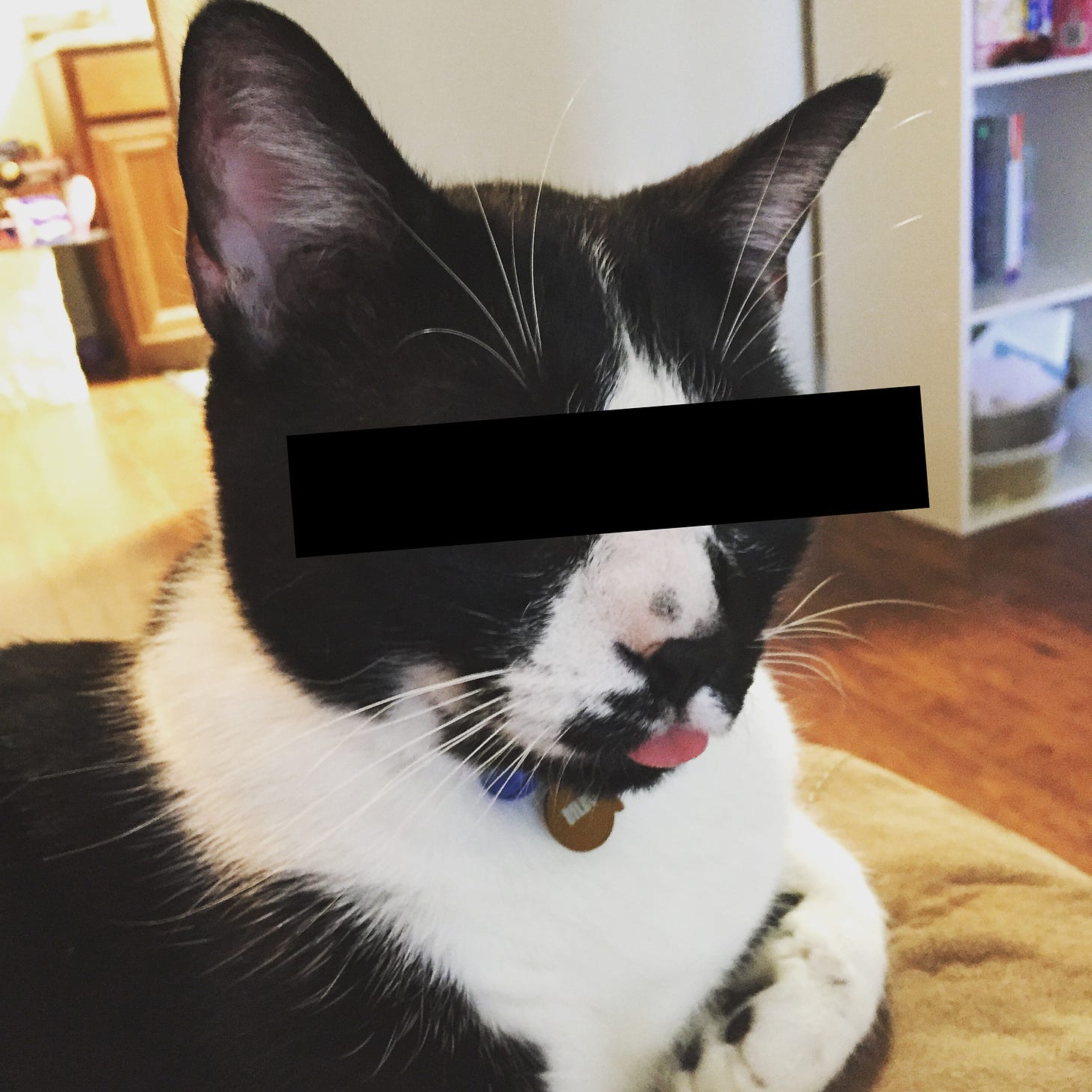 A cat with its tongue out blepping. A black bar covers its eyes. 