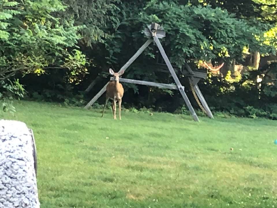 May be an image of deer
