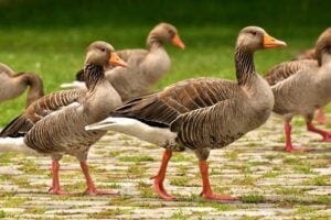 geese at a park