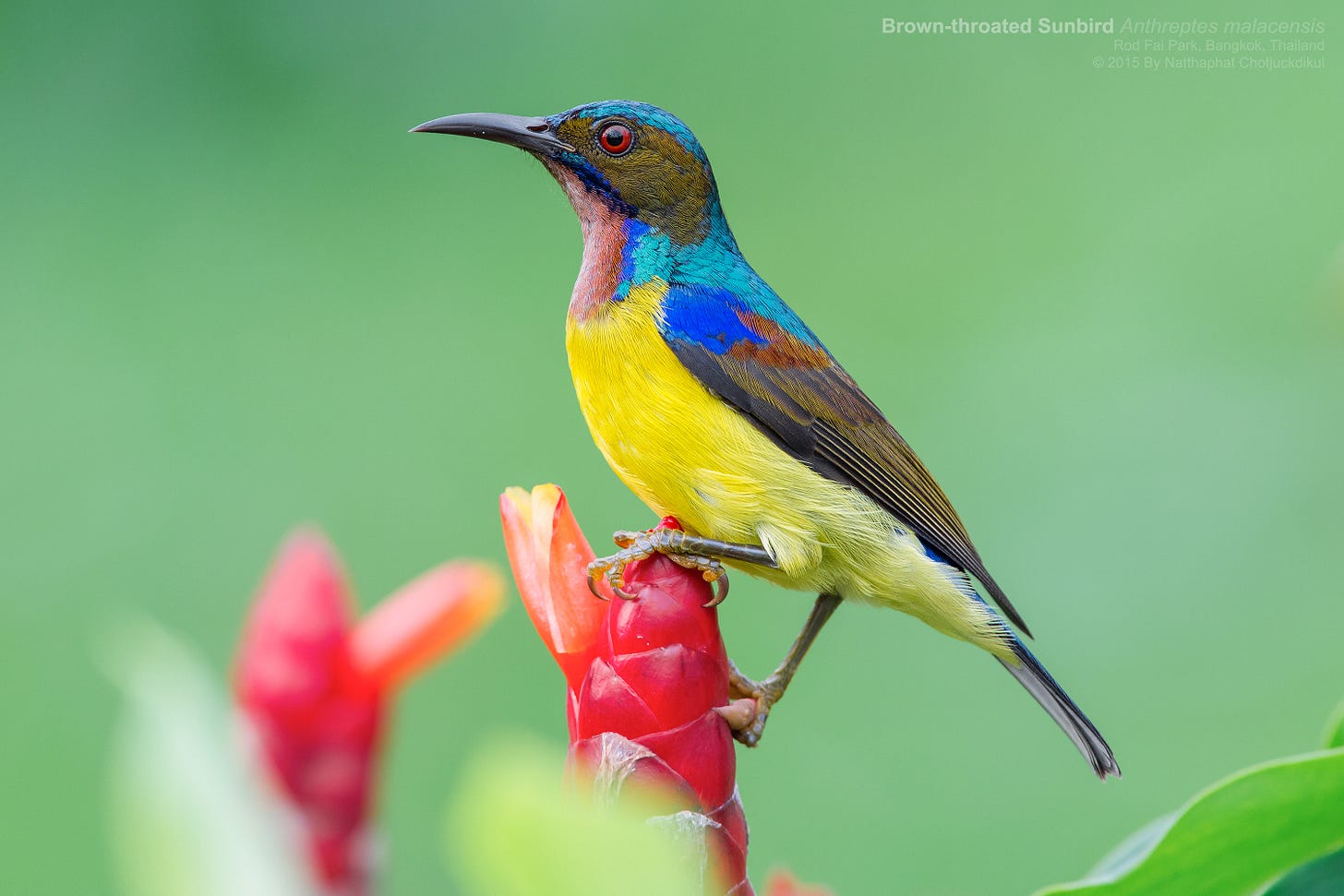 Brown-throated Sunbird - eBird