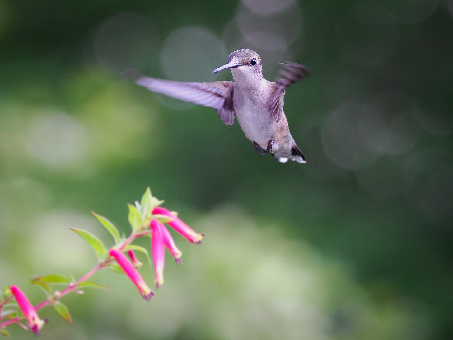 Hummingbird