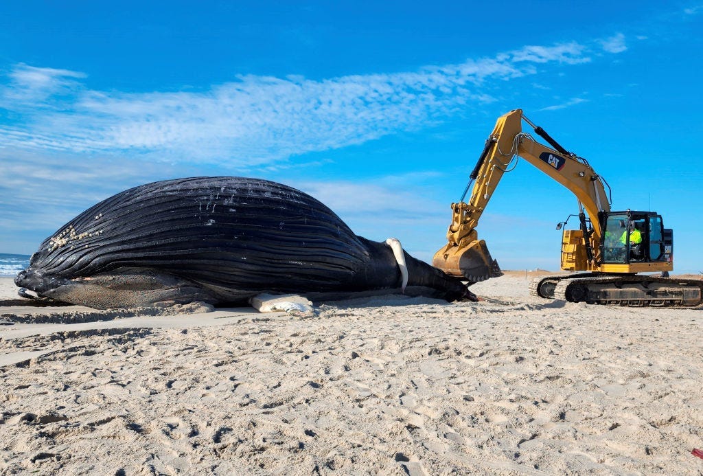 Remains of male humpback whale lies on a Long Island, New York beach