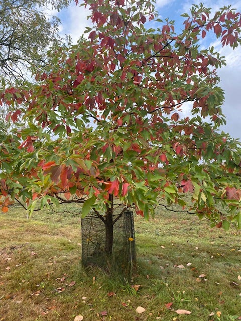 sassafras tree with fall colors