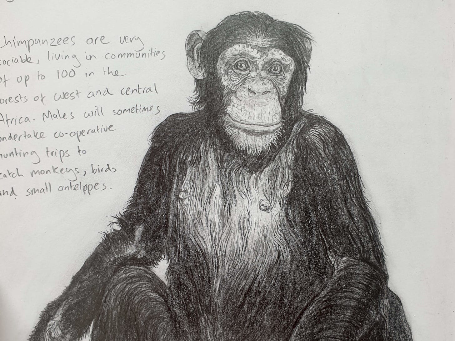 ilustración de un chimpancé en una enciclopedia de animales