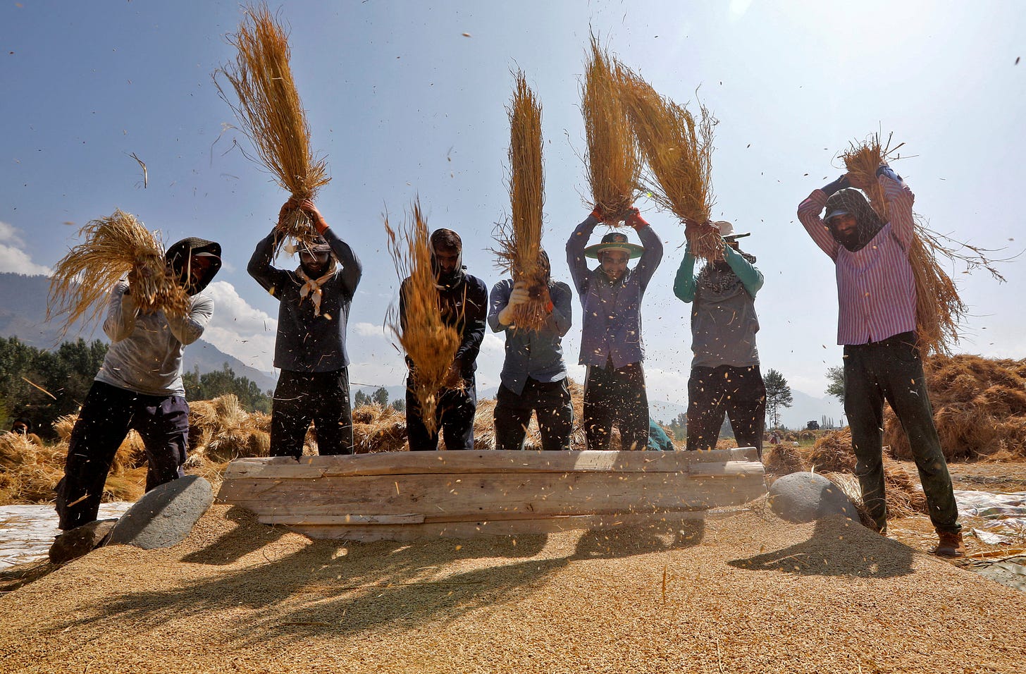 Farmers thrash rice paddies in a field in Tral town