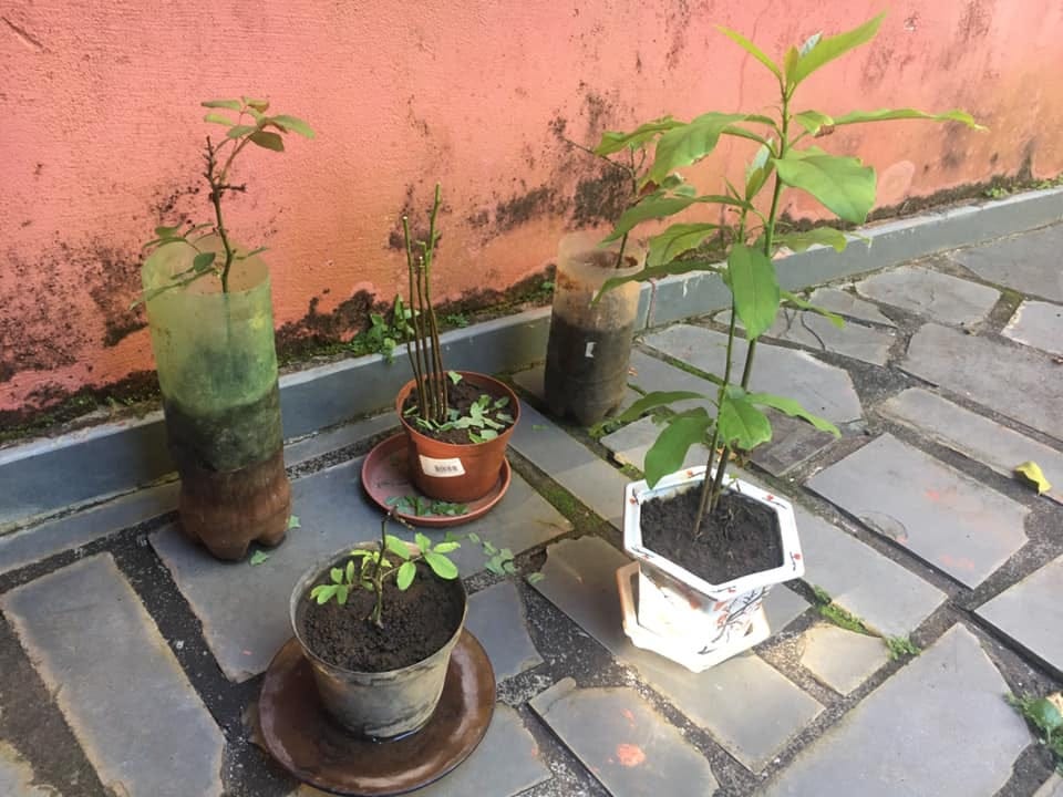 Tree saplings on a stone floor, in different types of vases.