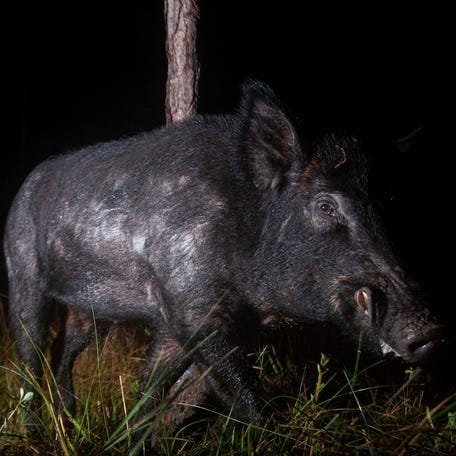 A wild hog uses a tree as a scratching post as it trips a motion sensor camera set up in the Corkscrew Regional Ecosystem Watershed in January of 2022.

INSIDE Tropicalia big