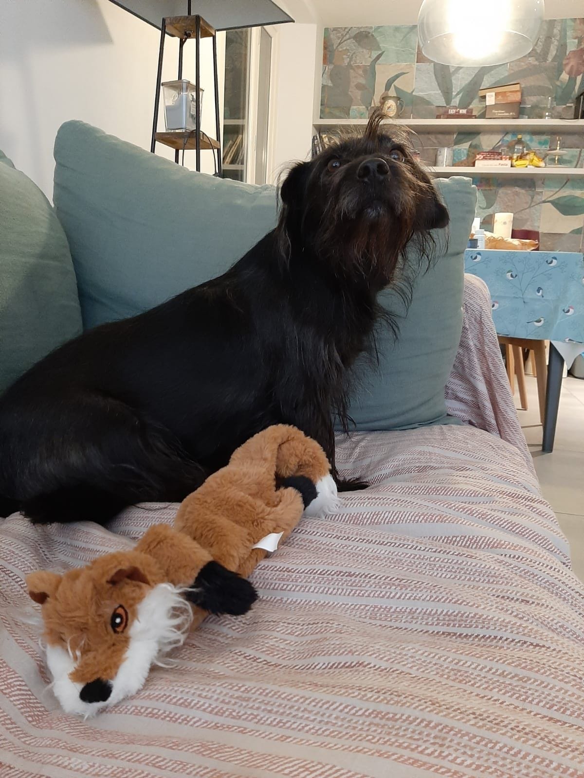 Winnie, my beloved small black dog, sits on a sofa and looks to the camera with cute eyes. By her side, a plush fox.