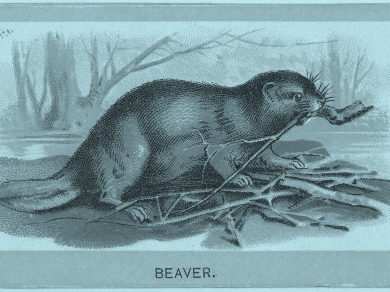 Beaver, from the Animals of the World Series, by Abdul Cigarettes, 1881