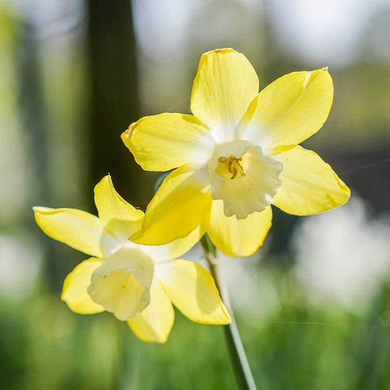 Pipit Daffodil, Narcissus | American Meadows