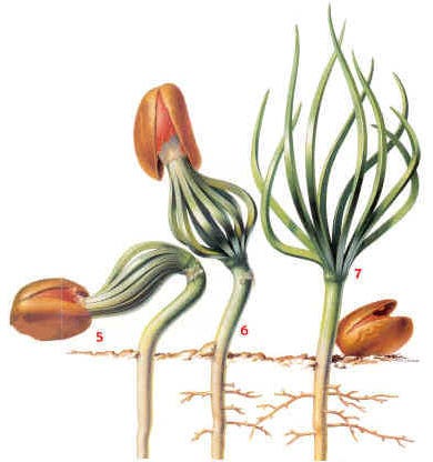 A Seed Takes Root at arborday.org