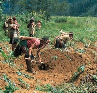 Papua New Guinea: sweet potato farming