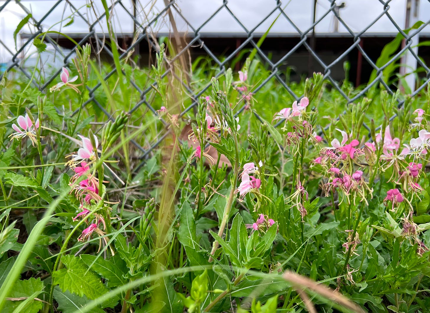 Pink wildflowers by a chainlink fence