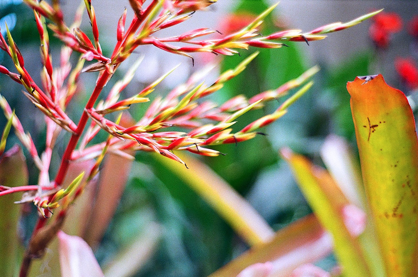 Subtle Thorns: Flower stems