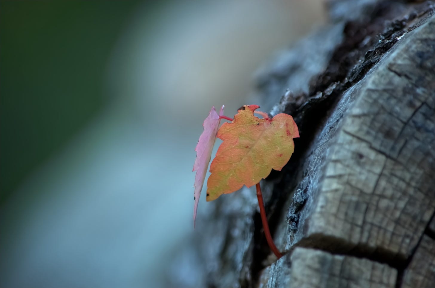 A tiny orange maple sapling emerges from the crack of a fallen log.