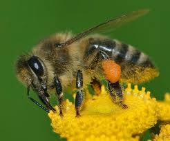 Western honey bee - Wikipedia