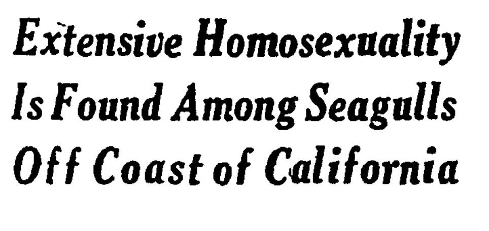 Extensive Homosexuality Is Found Among Seagulls Off Coast of California